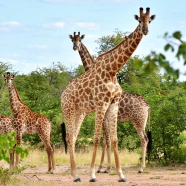 Soltur Viagens e Turismo